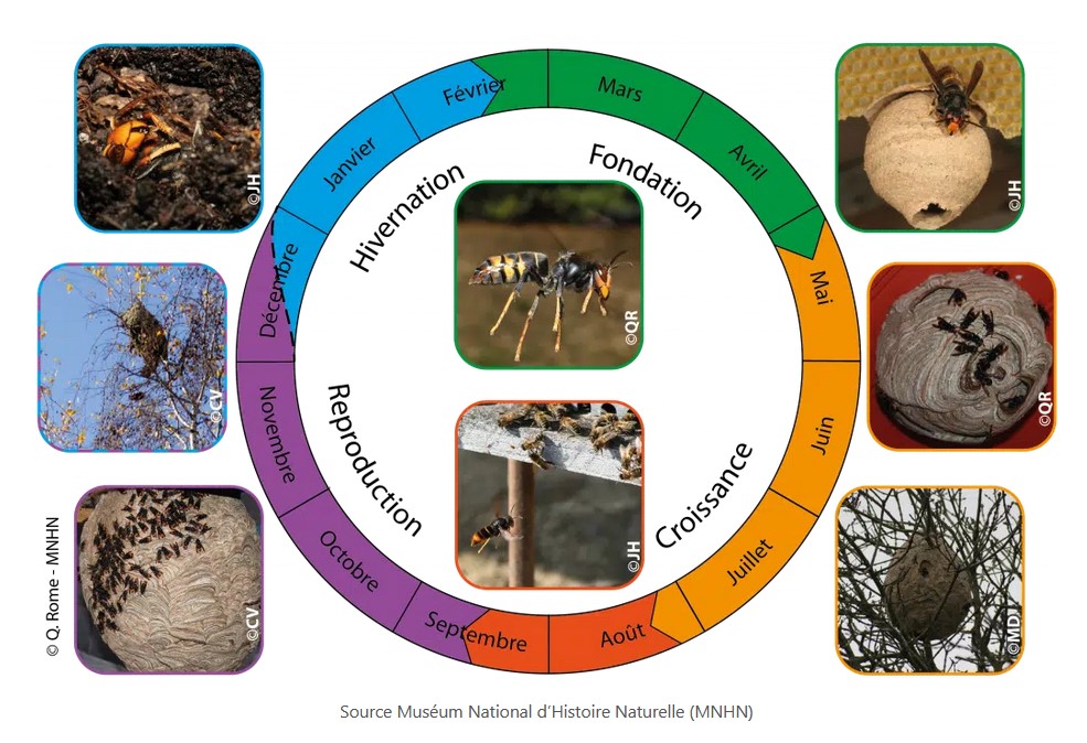 Cycle frelon asiatique - 2025